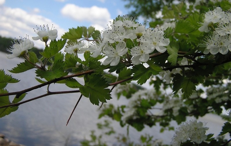 Parsley Hawthorn photo 5