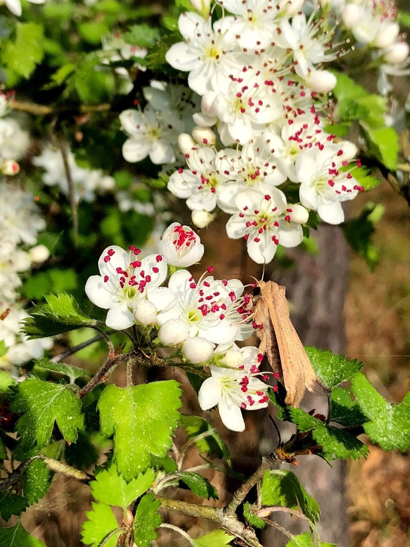Parsley Hawthorn photo 6