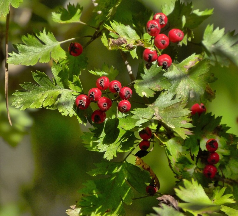 Parsley Hawthorn photo 7