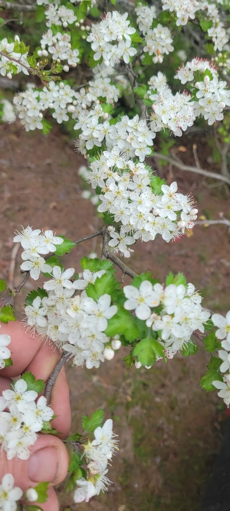Parsley Hawthorn photo 8