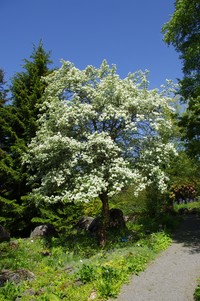 Crataegus maimowiczii