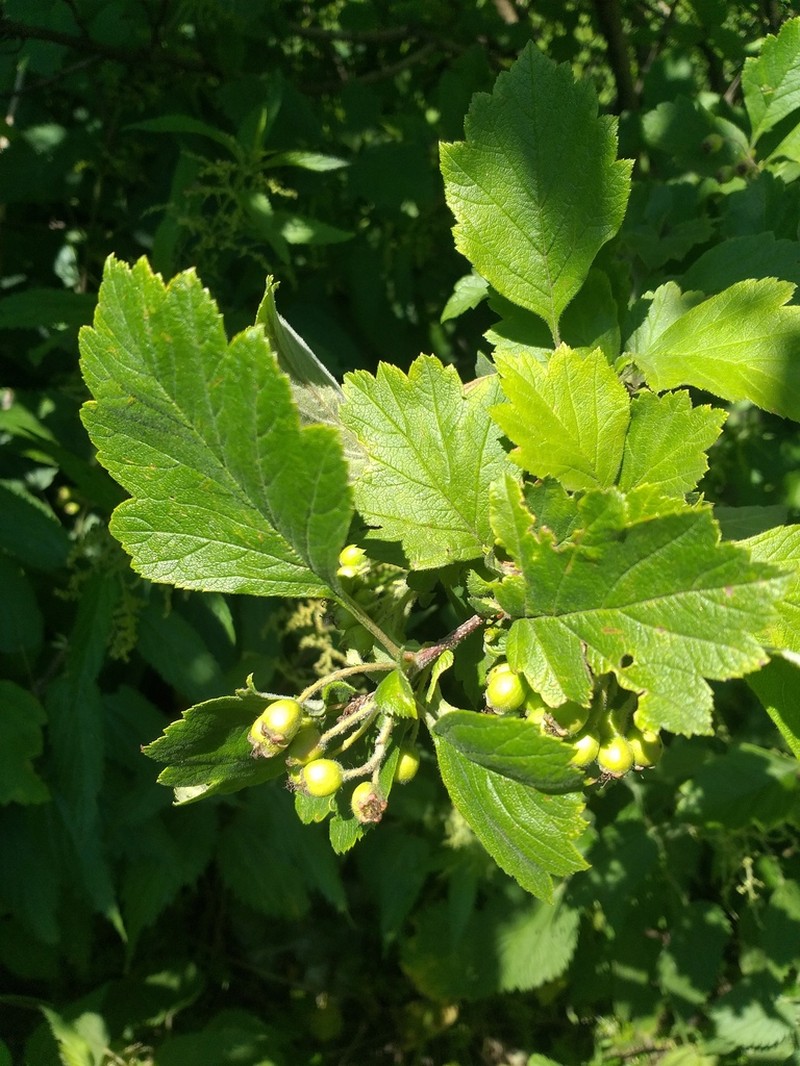 Crataegus maimowiczii photo 2