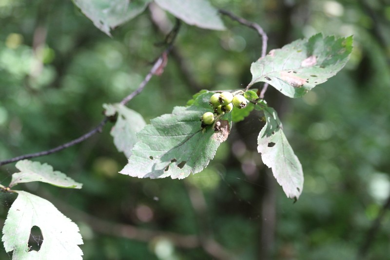 Crataegus maimowiczii photo 3