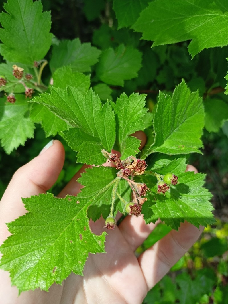 Crataegus maimowiczii photo 4