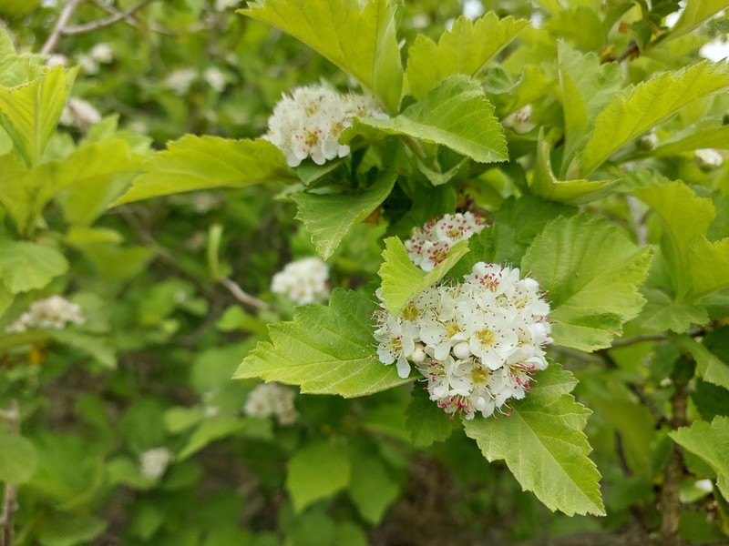 Crataegus maimowiczii photo 7