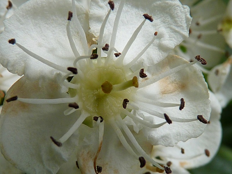 hybrid hawthorn photo 2