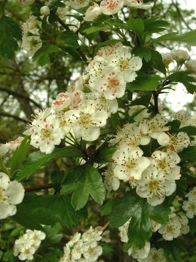 hybrid hawthorn photo 3