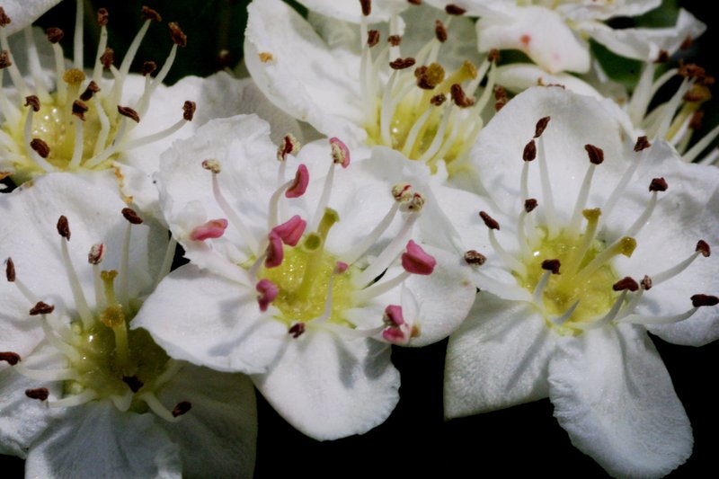 hybrid hawthorn photo 4