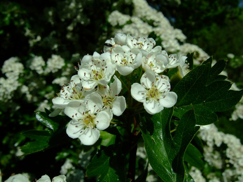 hybrid hawthorn photo 5