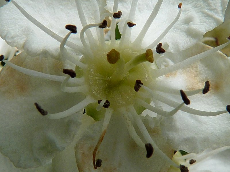 hybrid hawthorn photo 6