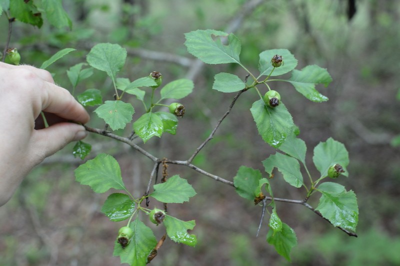 Albertville Hawthorn photo 3