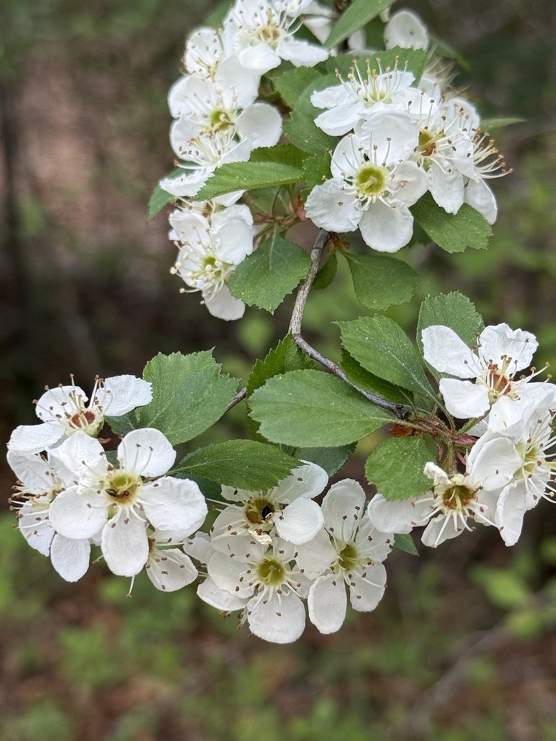 Albertville Hawthorn photo 4
