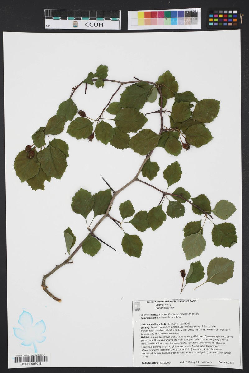 Albertville Hawthorn photo 6