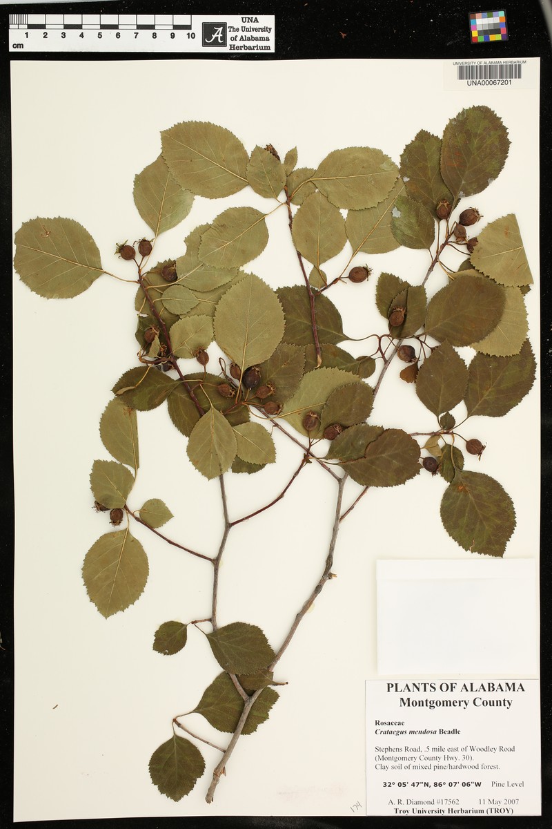 Albertville Hawthorn photo 7
