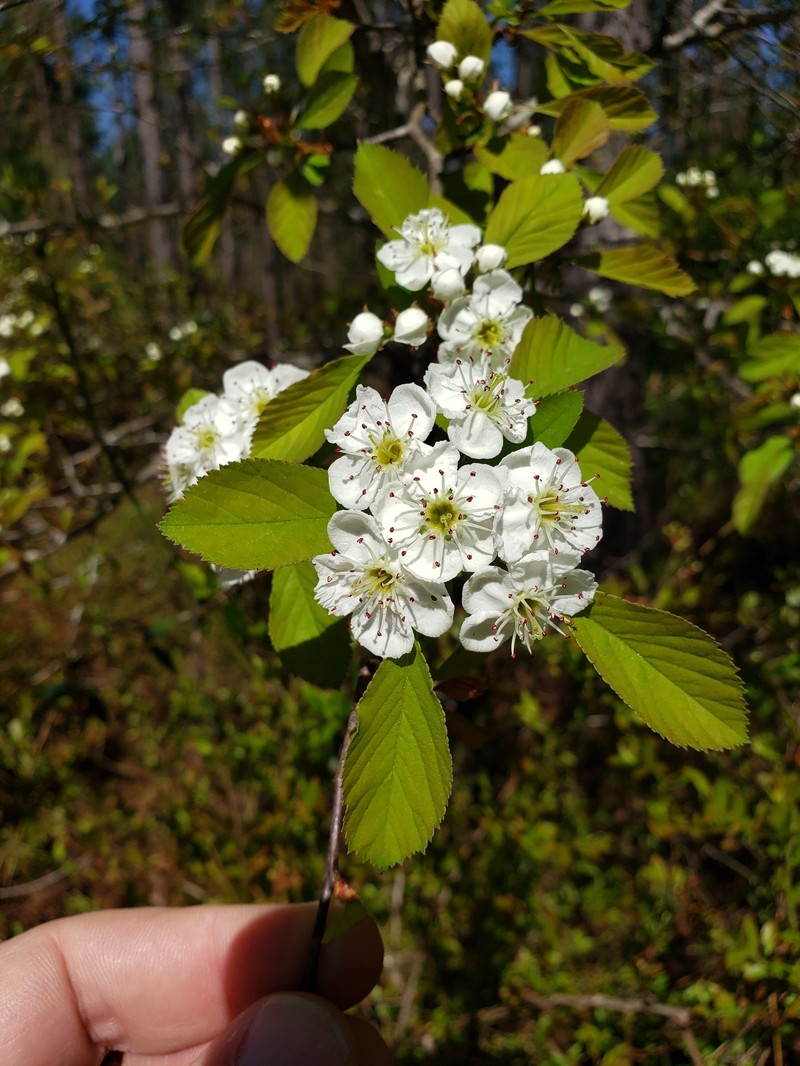 Albertville Hawthorn photo 2