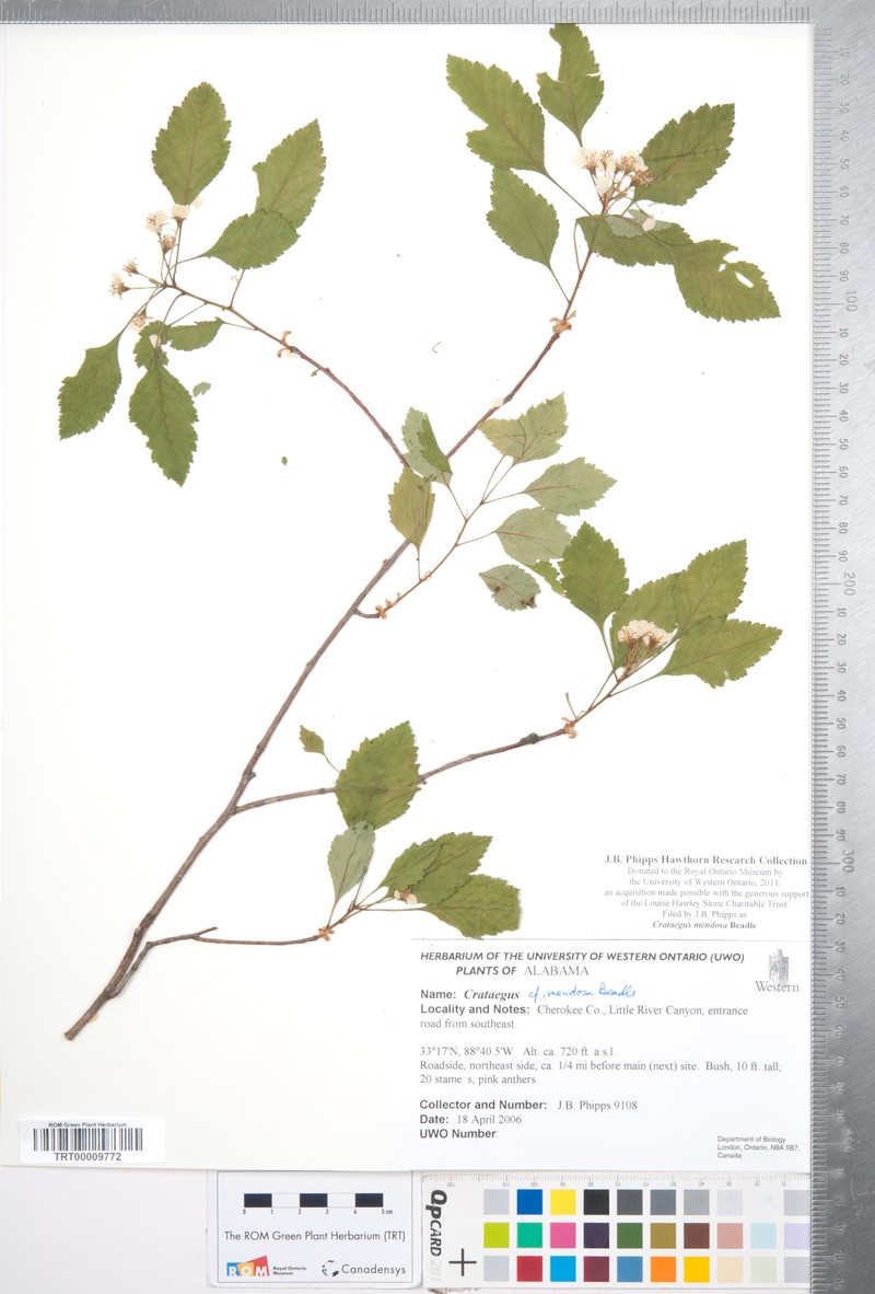 Albertville Hawthorn photo 3