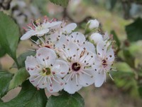Manzanita Tejocotera