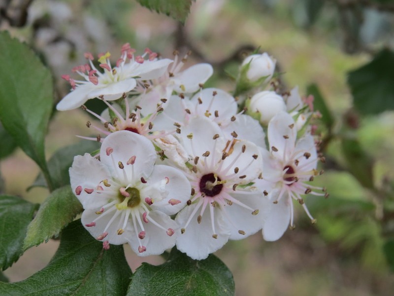 Manzanita Tejocotera