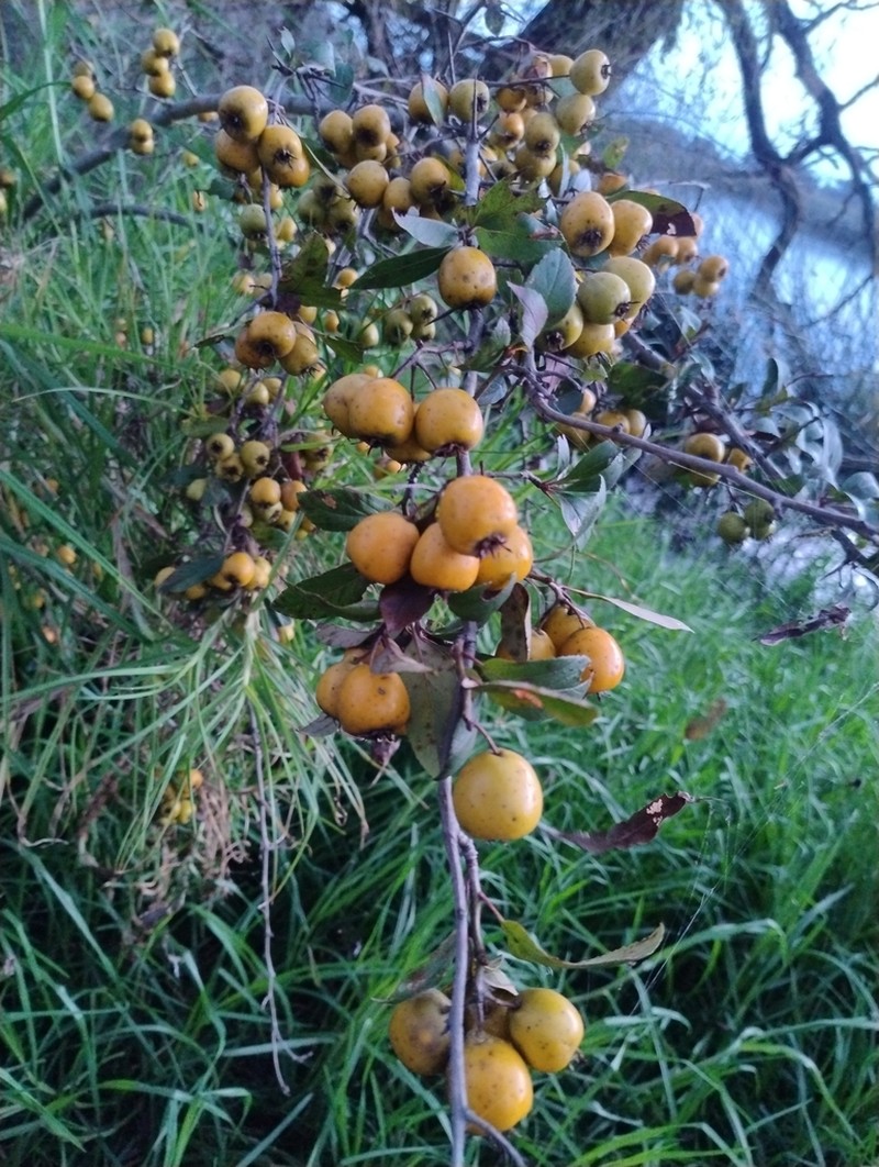 Manzanita Tejocotera photo 5