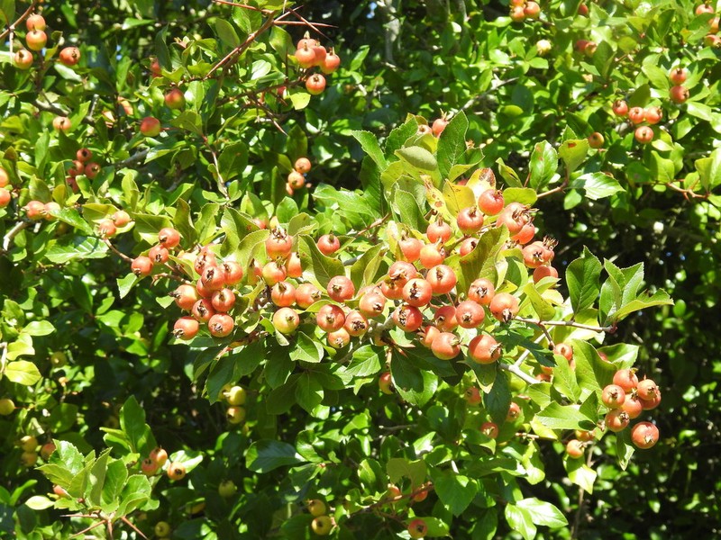 Manzanita Tejocotera photo 6