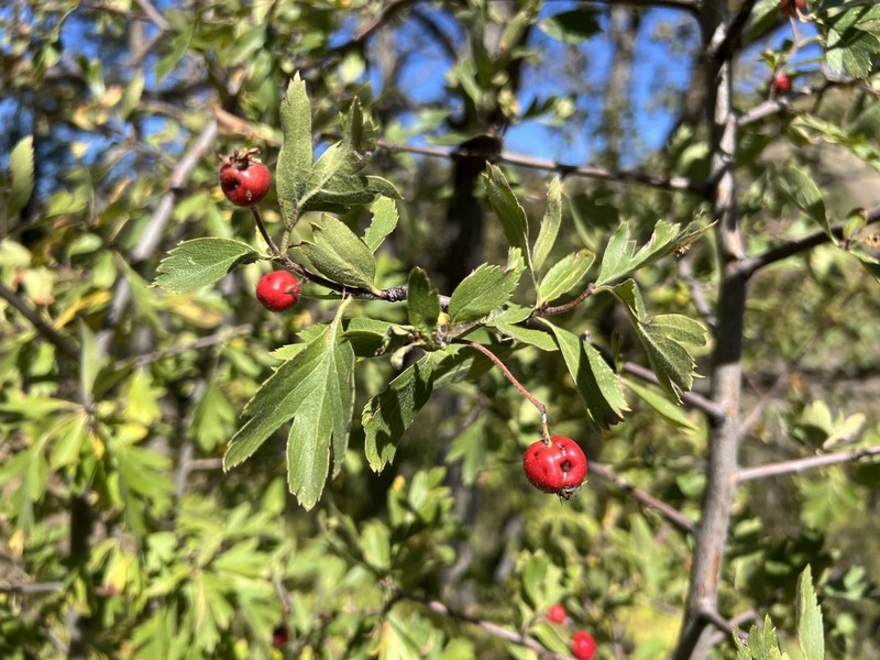 Crataegus meyeri photo 2
