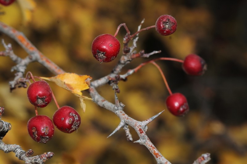 Crataegus meyeri photo 3
