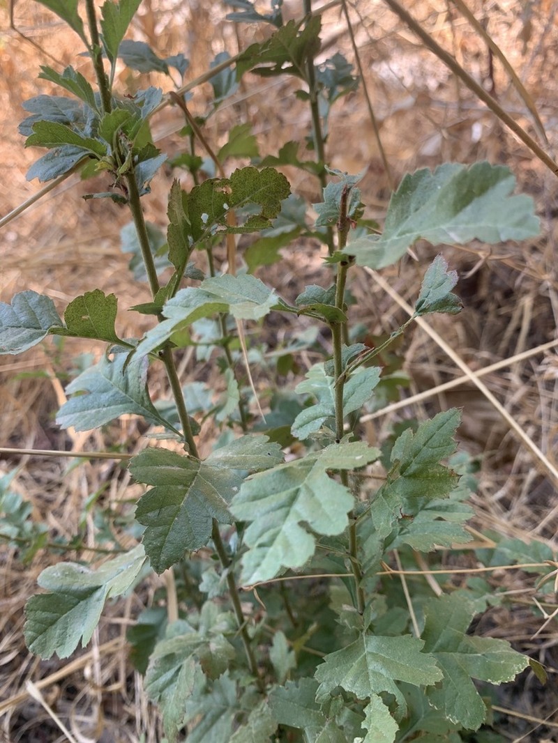 Crataegus meyeri photo 4