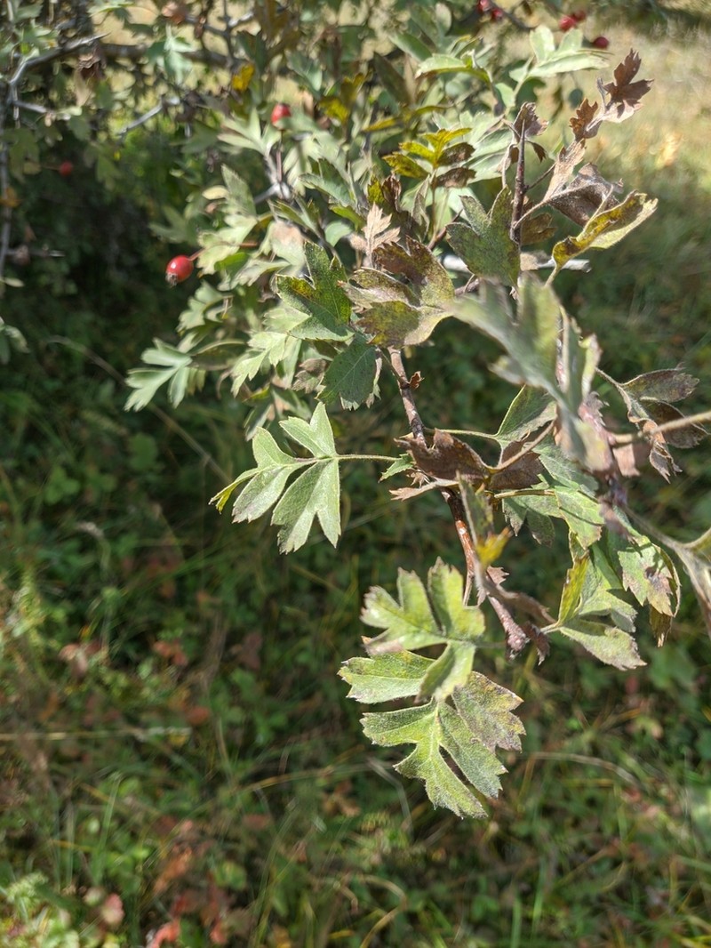 Crataegus meyeri photo 5