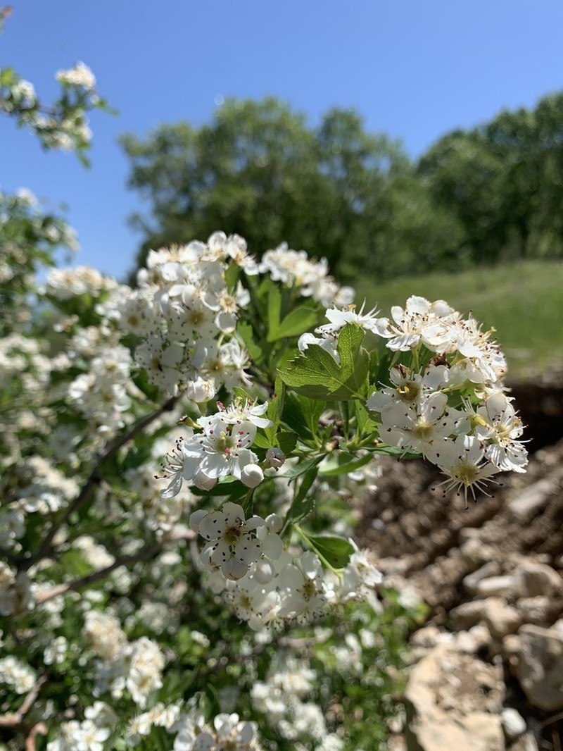 Crataegus meyeri photo 6