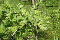 Crataegus microphylla