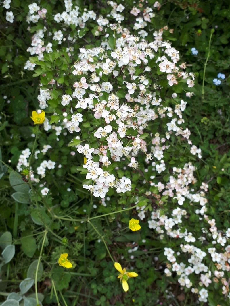 Crataegus microphylla photo 2