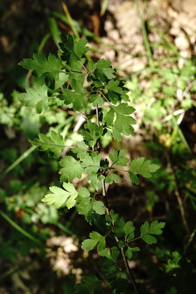 Crataegus microphylla photo 3