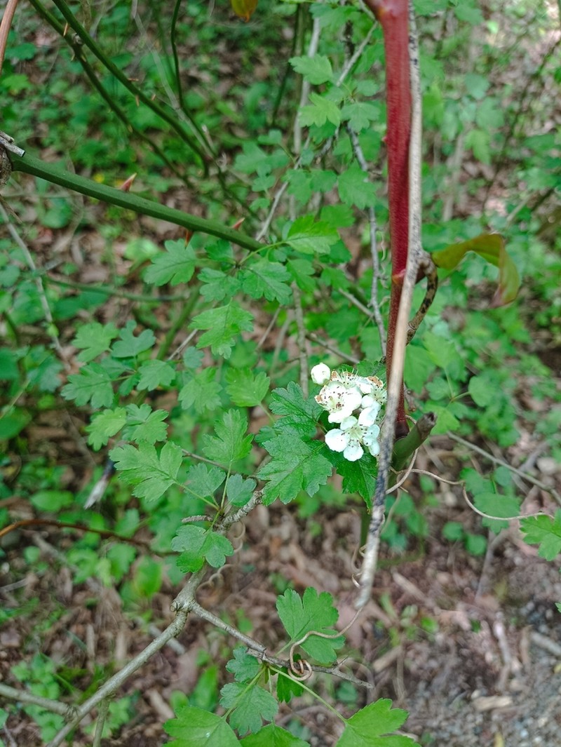 Crataegus microphylla photo 4