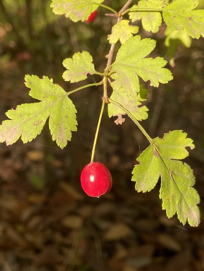 Crataegus microphylla photo 5
