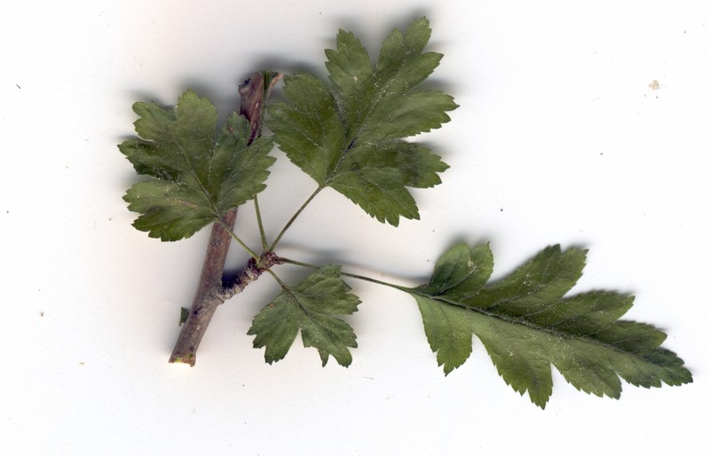 Crataegus microphylla photo 6