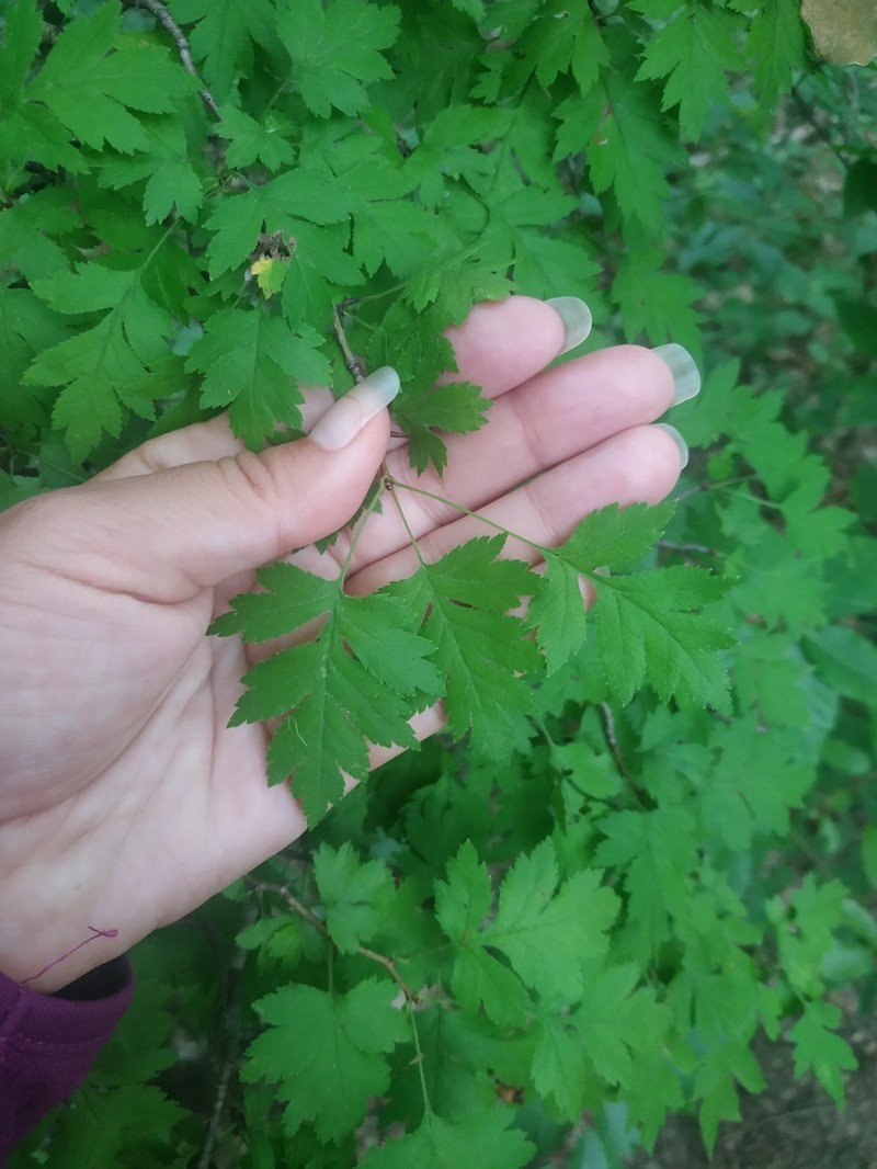 Crataegus microphylla photo 7