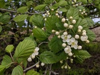 Downy Hawthorn