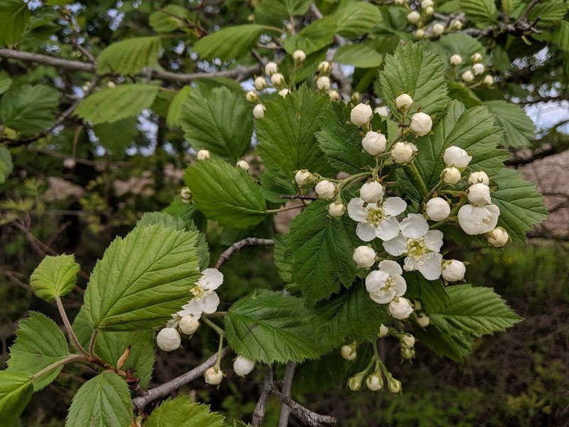 Downy Hawthorn