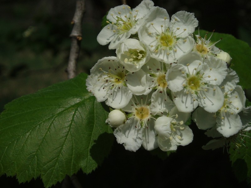 Downy Hawthorn photo 2