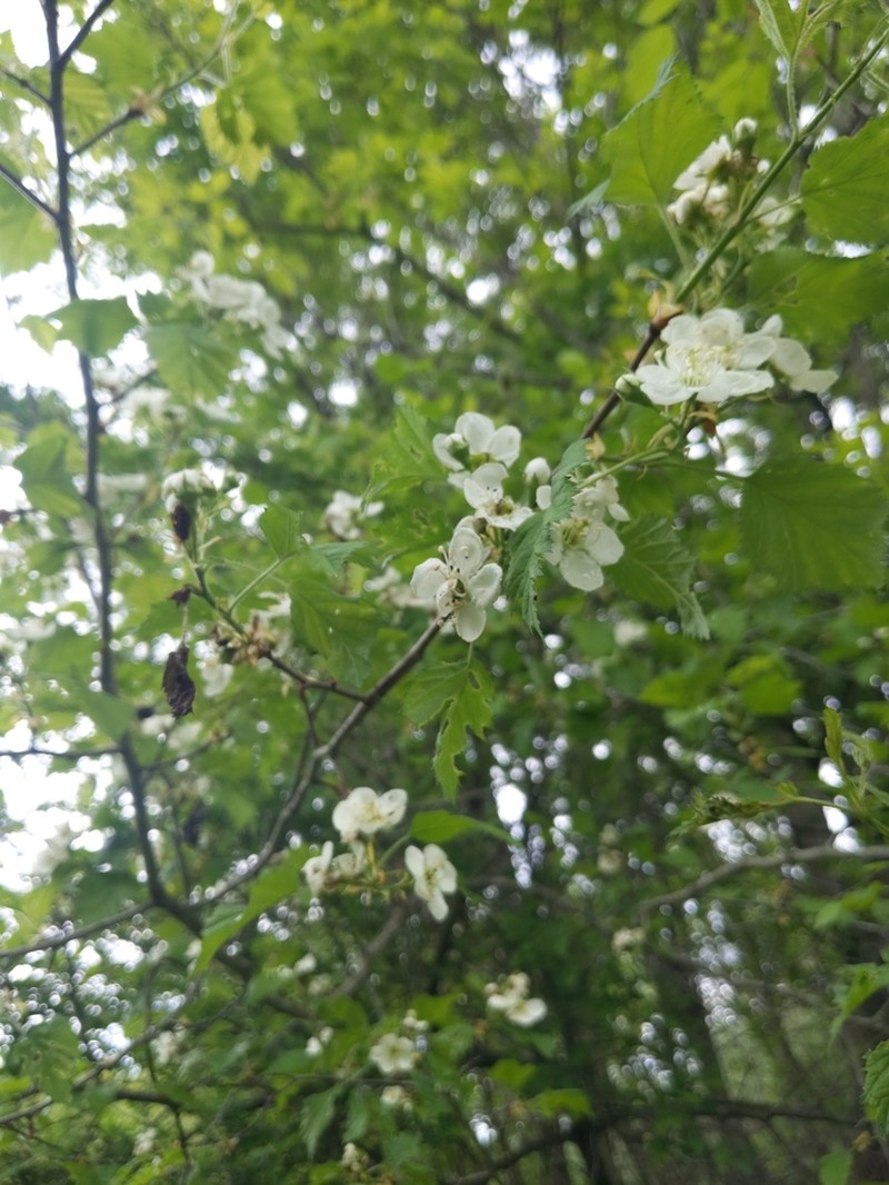Downy Hawthorn photo 3