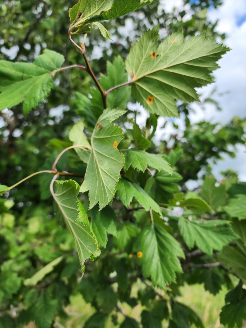 Downy Hawthorn photo 4