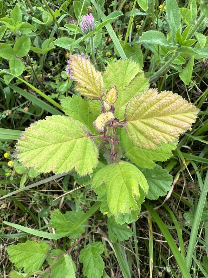 Downy Hawthorn photo 5