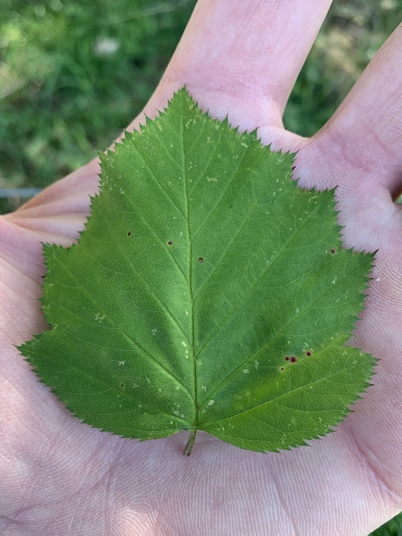 Downy Hawthorn photo 6