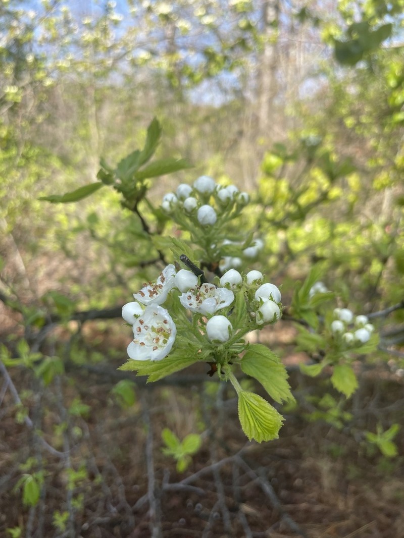 Downy Hawthorn photo 7