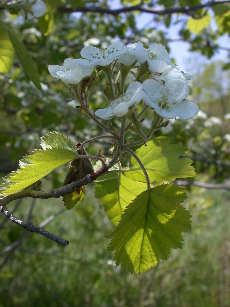 Downy Hawthorn photo 8