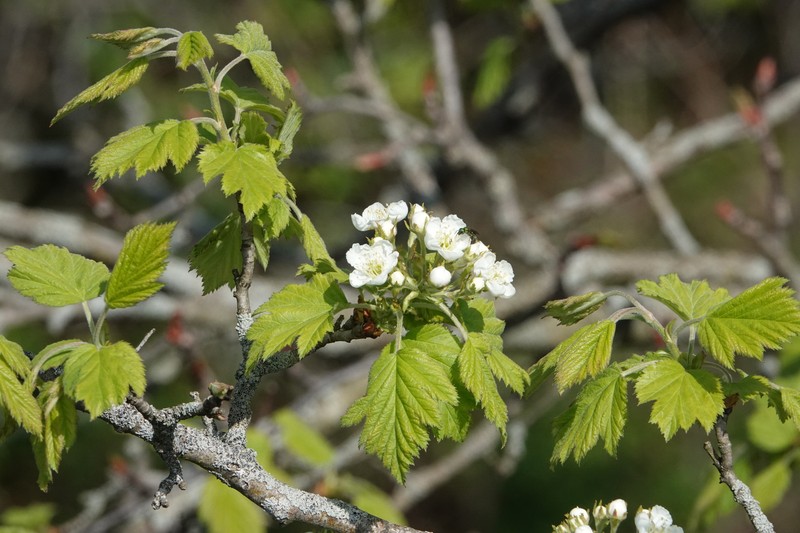 Crataegus mollis var. incisifolia