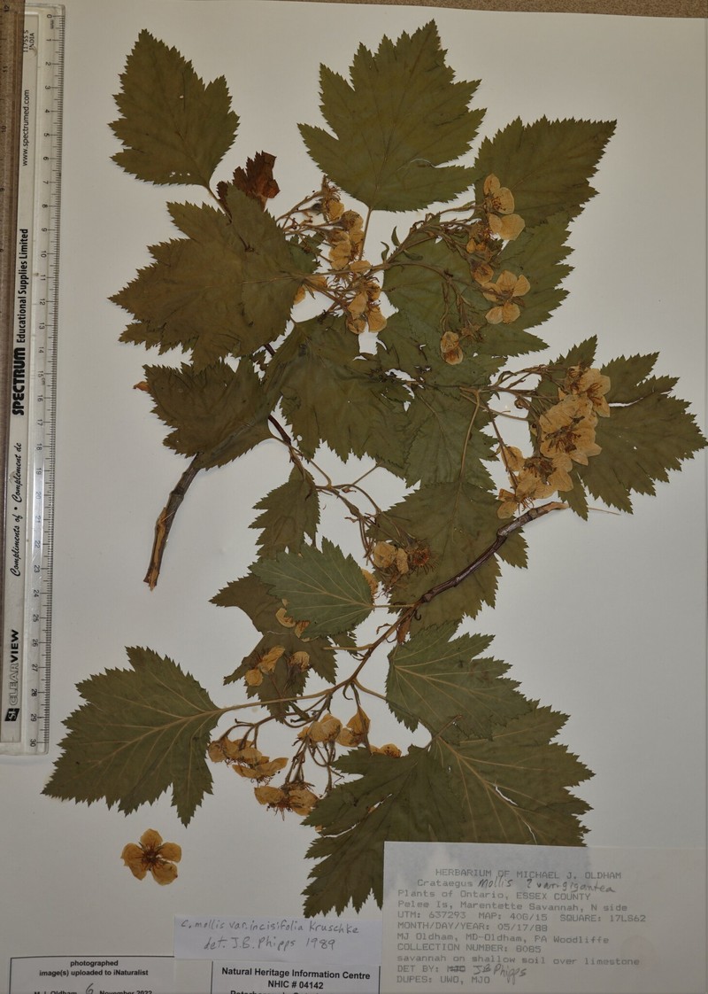 Crataegus mollis var. incisifolia photo 2