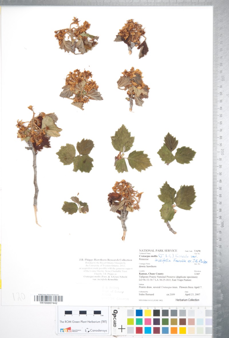 Crataegus mollis var. incisifolia photo 3
