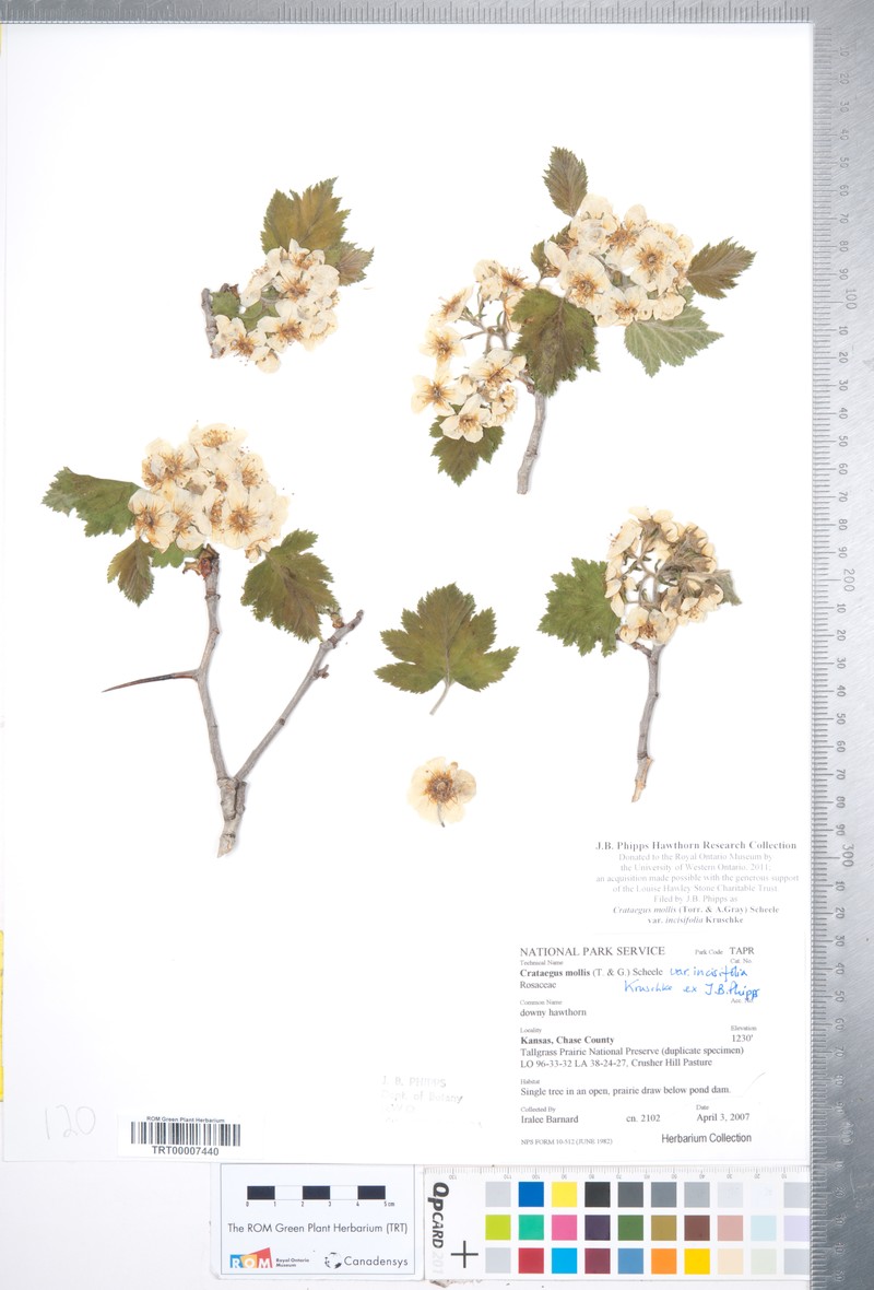 Crataegus mollis var. incisifolia photo 4