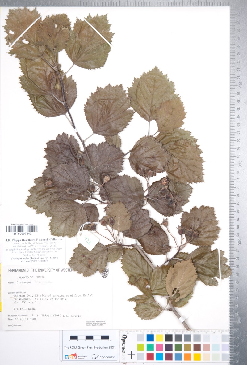 Crataegus mollis var. incisifolia photo 5